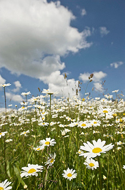 The field of chamomiles and the sky with clouds